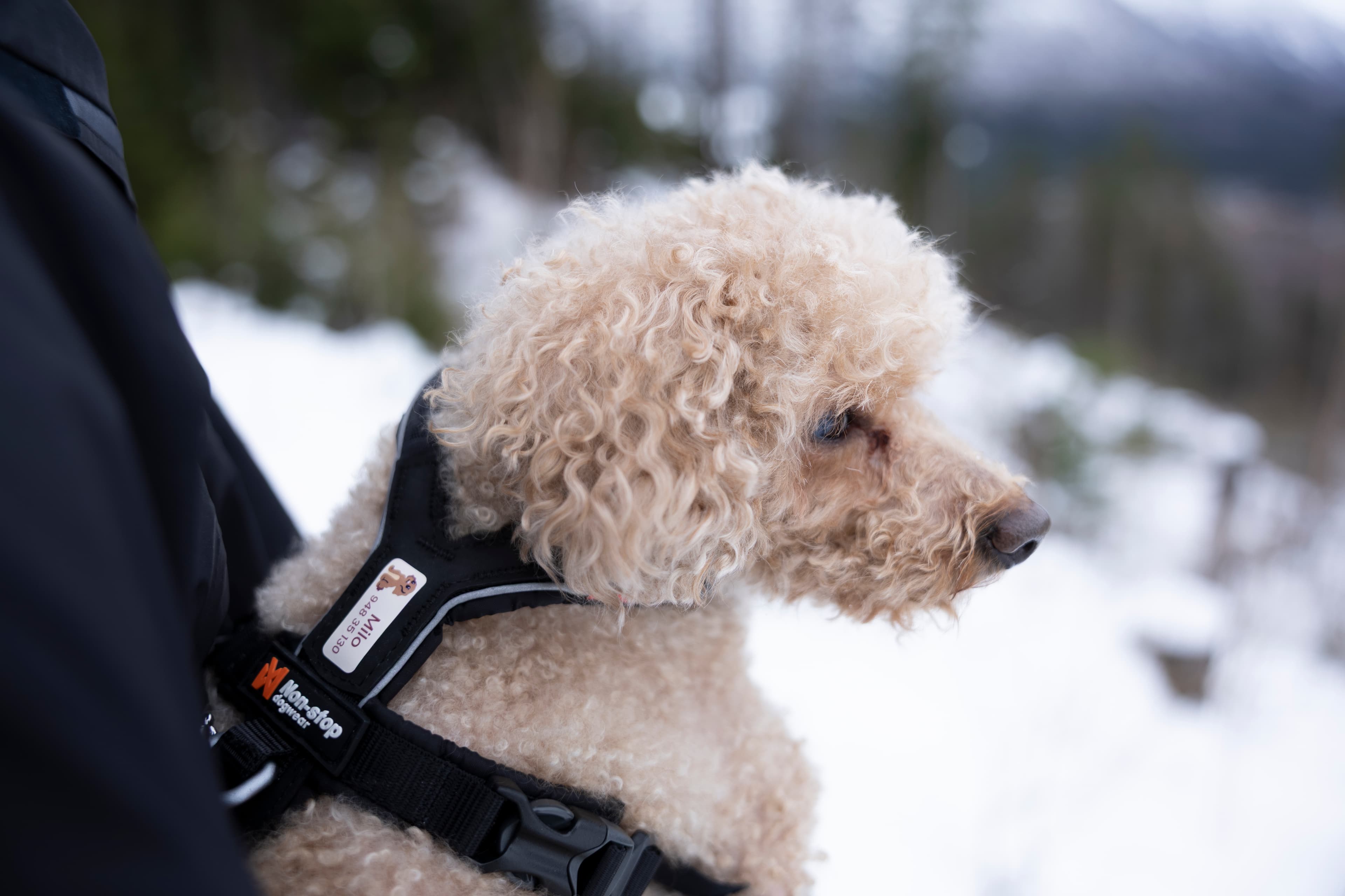 Lys, krøllete hund med navnelapp festet på selen, ute i snølandskap.